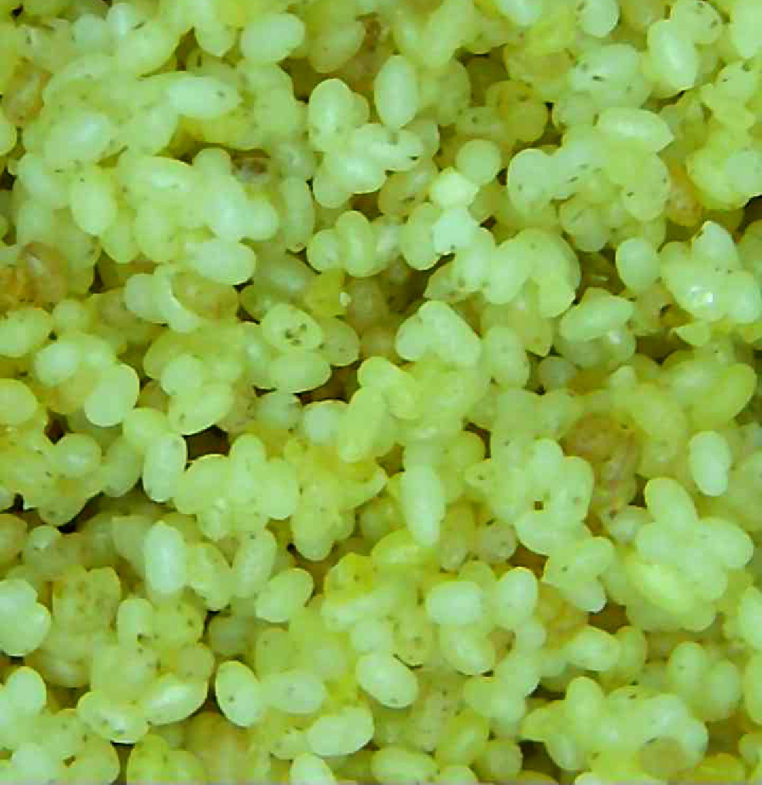 Oeufs d'Ephestia
